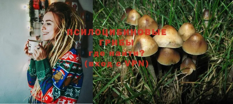 Галлюциногенные грибы MAGIC MUSHROOMS  где можно купить   Багратионовск 